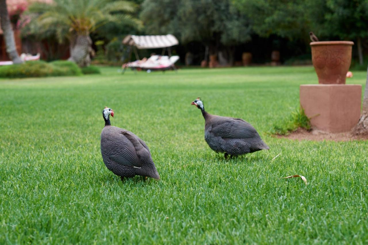 Dar Ayniwen Garden Hotel & Bird Zoo Marakeş Dış mekan fotoğraf